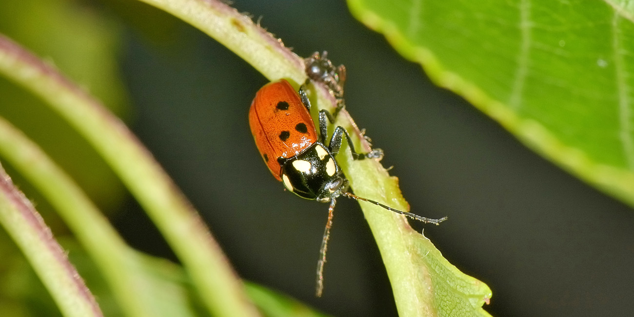 Chrysomelidae: Cryptocephalus tricolor? S.